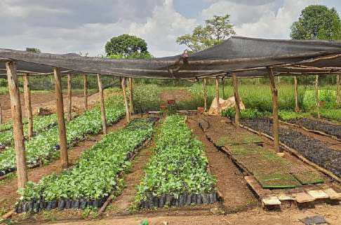 Setzlingszucht auf unserer Farm in Nakaziba