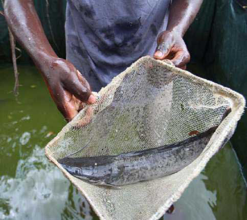 Schüler*innen fangen Fische in unserem Pool in Nakaziba