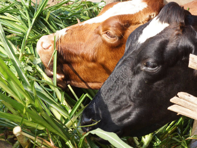 KINDERN EINE CHANCE. Renate und Hans Ziller. 2014 - Unser 6. Aufenthalt. Arbeit auf der Farm