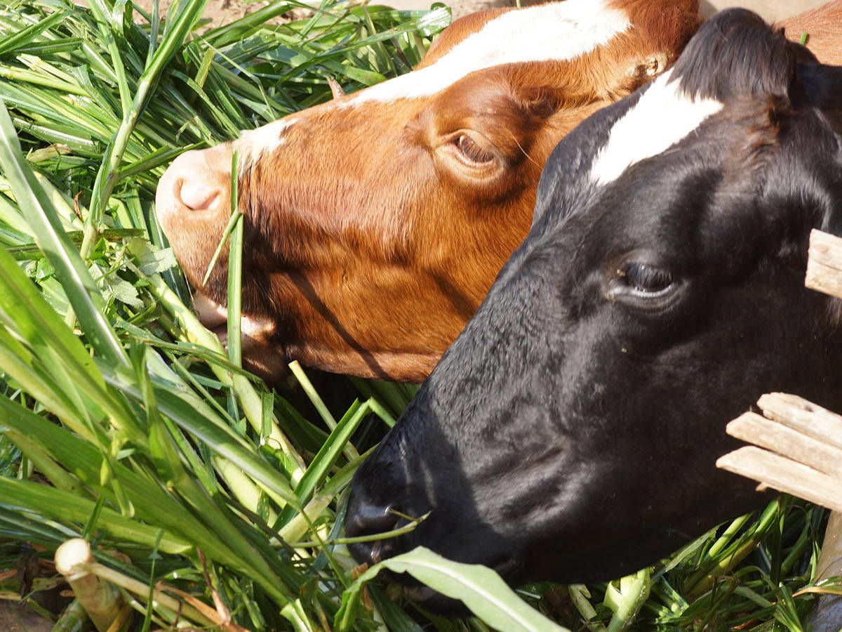 KINDERN EINE CHANCE. Renate und Hans Ziller. 2014 - Unser 6. Aufenthalt. Arbeit auf der Farm