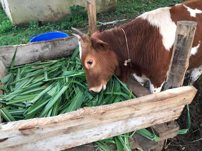 Kindern eine Chance: Landwirtschaft